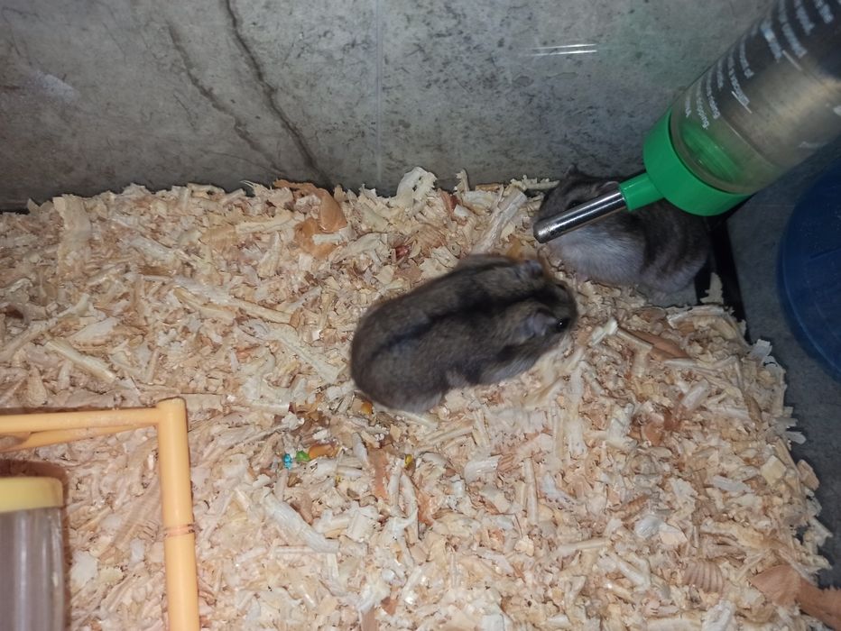 Продам хомяков джунгарские с террариумом