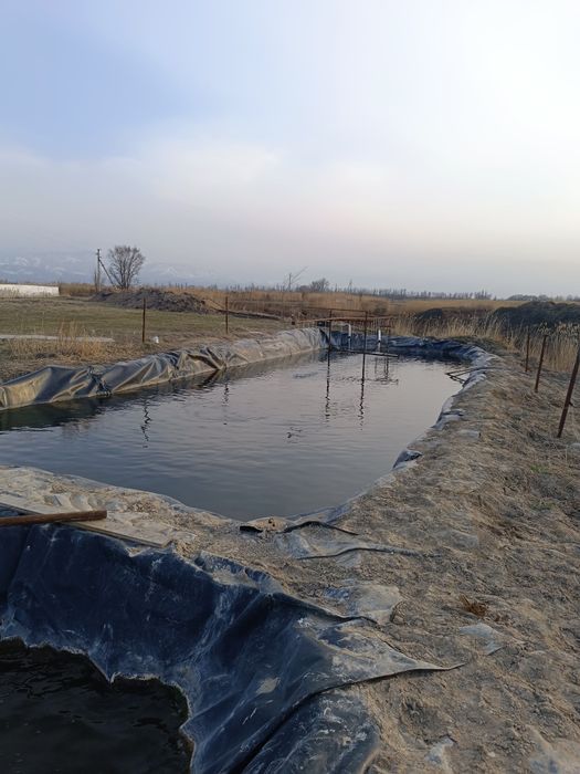 Форель балығы сатылады