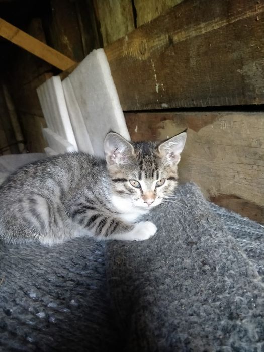 Отдам миленьких котят