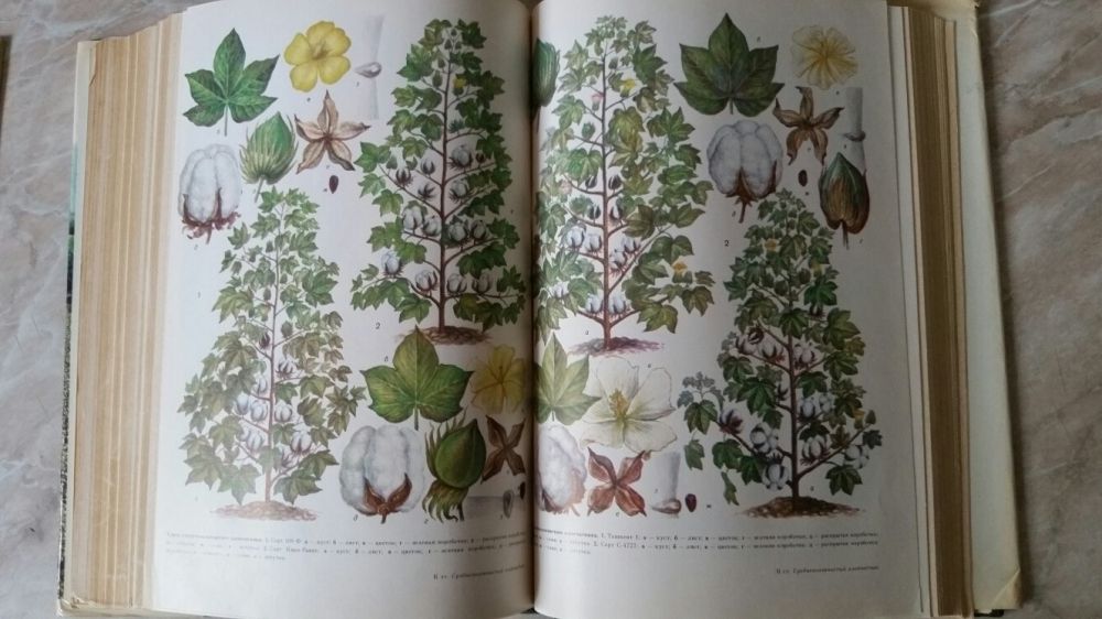 Книга большая "Энциклопедия хлопководства". Второй том вместе картой