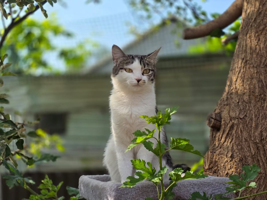 Кошка Марта, 1.3 года. стерилизована