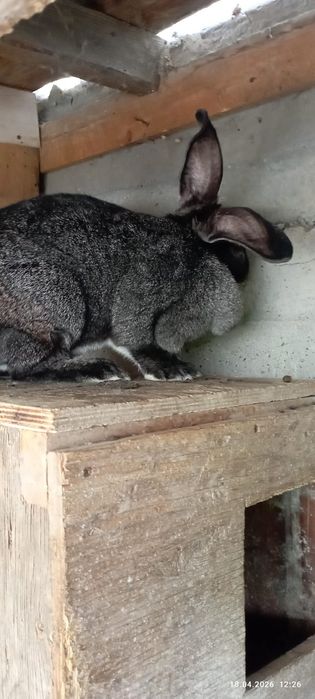 кролики порода фландер