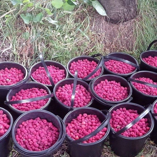 Малина кучатлари