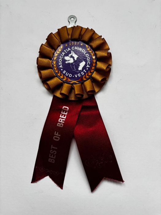 Samoyed energic pozele sunt realeeee