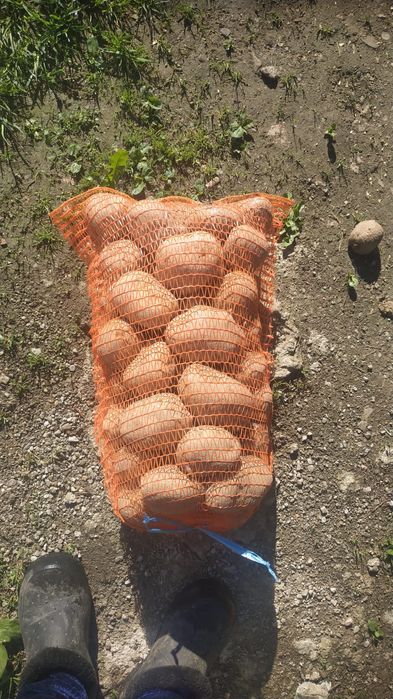 Cartof alb  ambalaj 10 kg