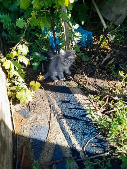 Котенок девочка срочно ищет дом!