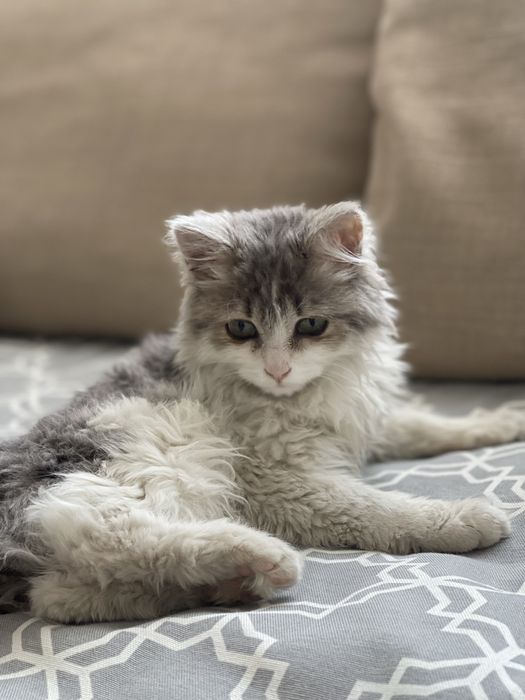 Котенок в добрые руки