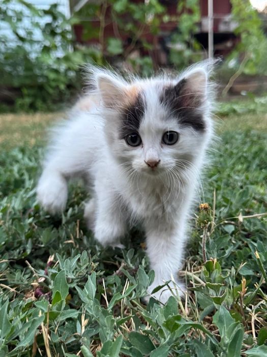 Котята в Хорошие Руки!