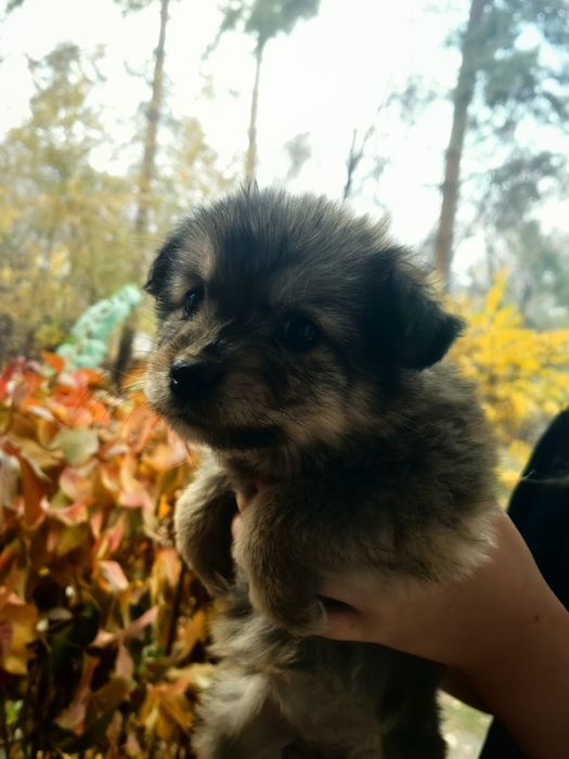 Щенки за шоколадку.  В самые добрые ручки.