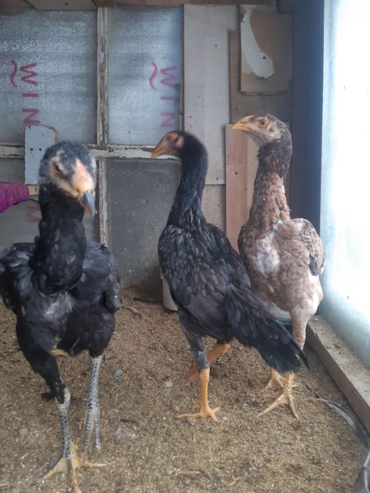 Продам чуже тауықтар