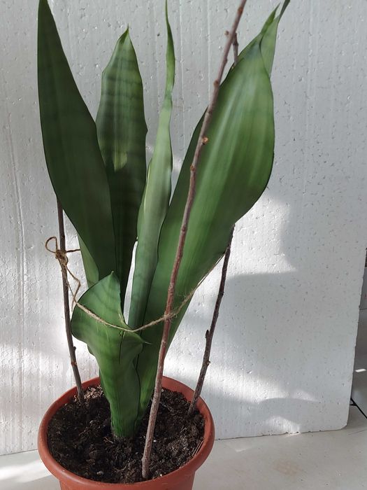 сансивьера Муншайн