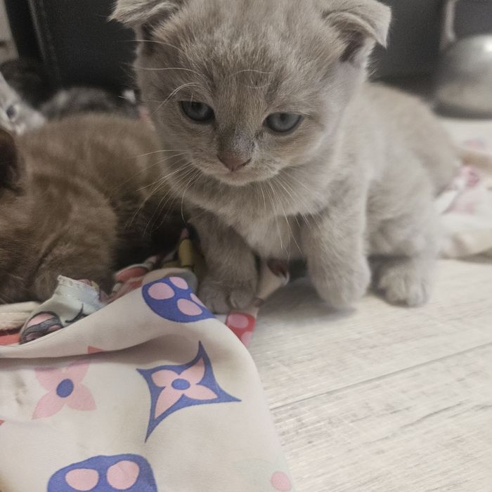 продам котят шатландцы