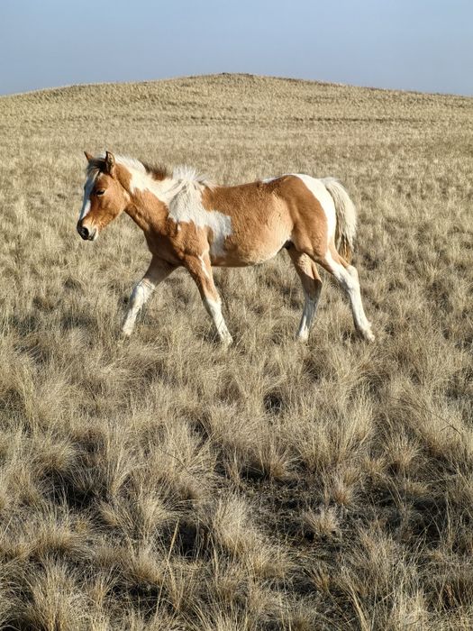 Жабағылар сатылады