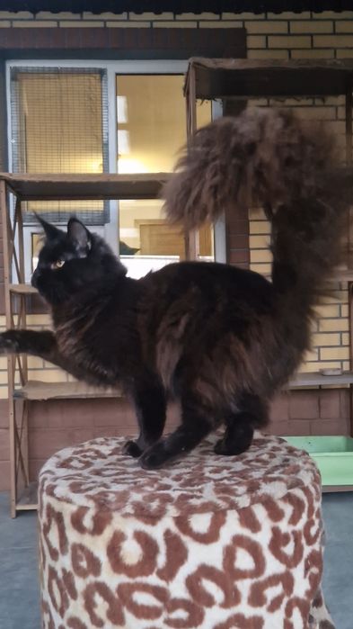 Мейн-кун девочка