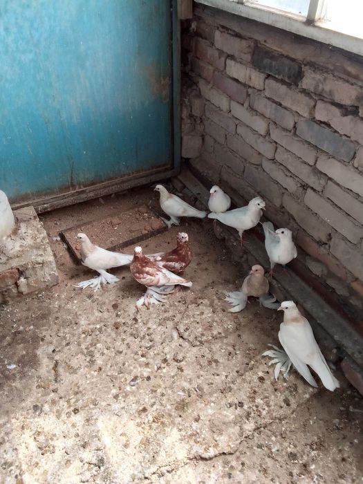 Продам голубей!!