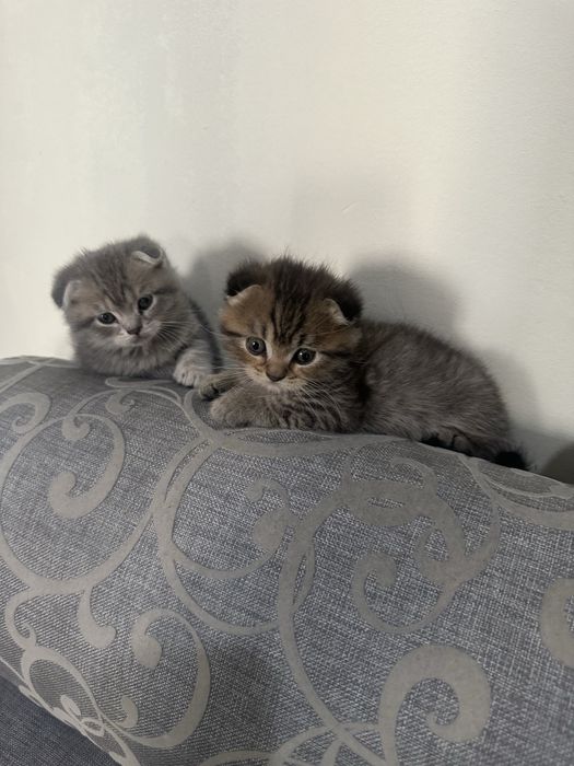 Шотландские вислоухие