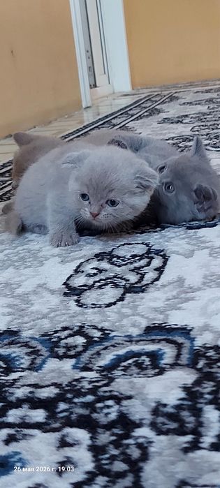 Котята: скоттиш-фолд и скоттиш-страйт