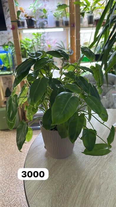 Комнатные растения