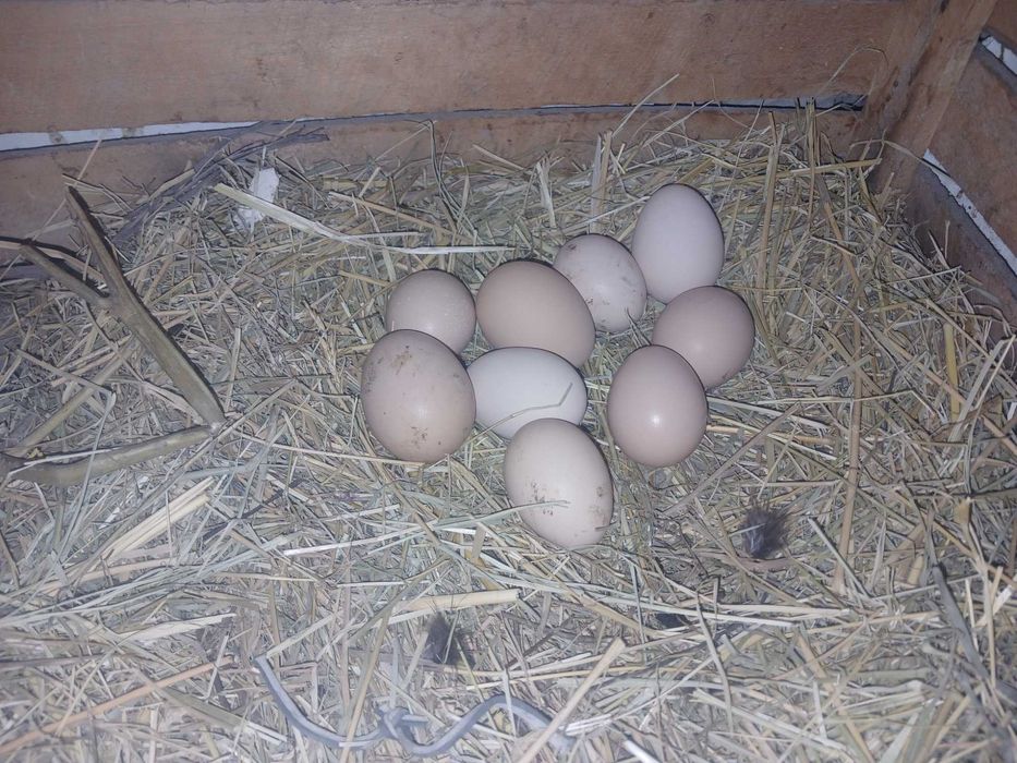 Yangi tuxumlar sotilladi