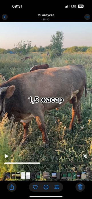 1,5 - 2 жасар бұқалар 550мың