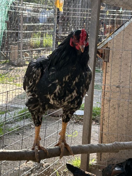 familie combatant indian3+1 .talie mare