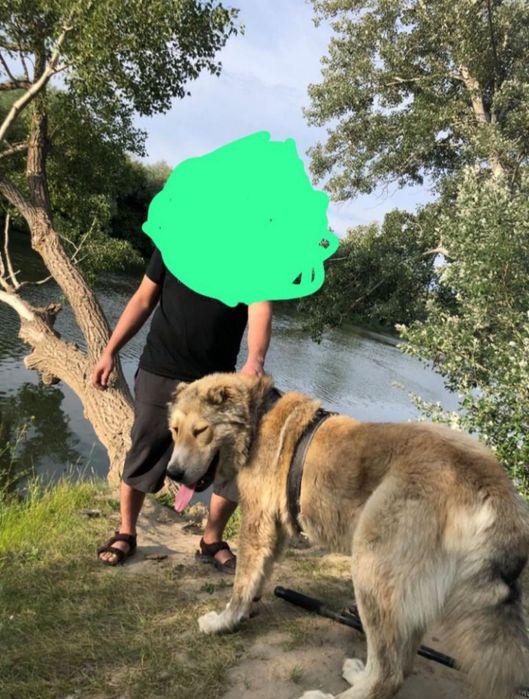 Кабель казахского төбета для вязки