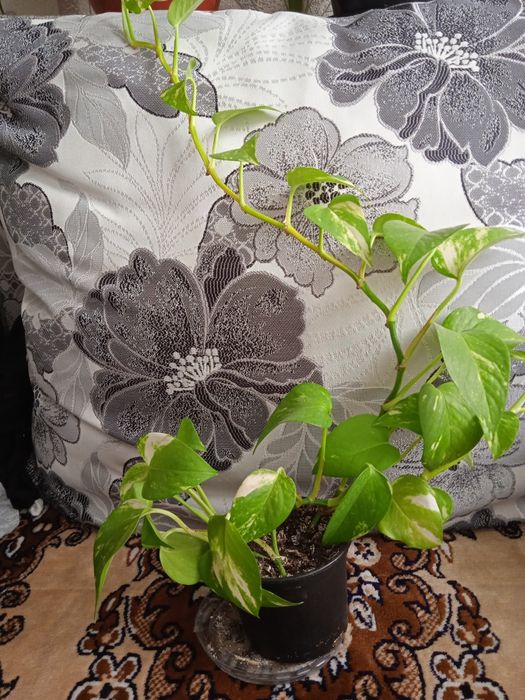 Продам комнатный цветок