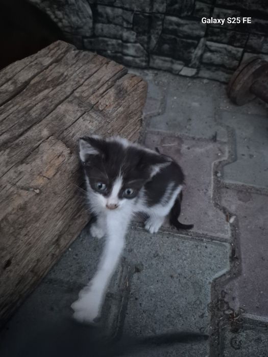 Отдам хорошие руки