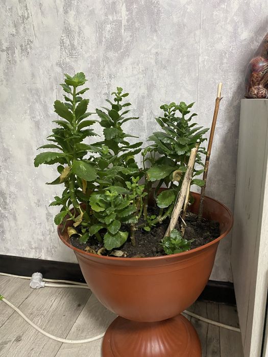 Продам Комнатные растения