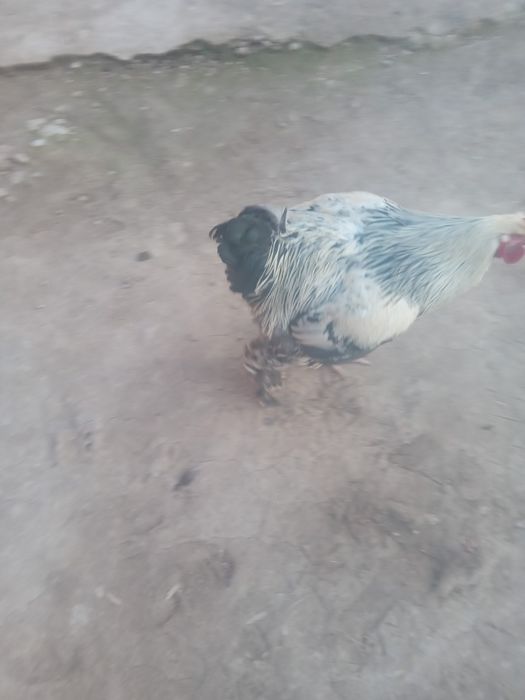 Брама Хуроз сотилади соглом