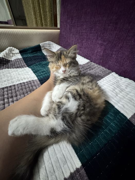 Котенок девочка 3 мес в добрые руки