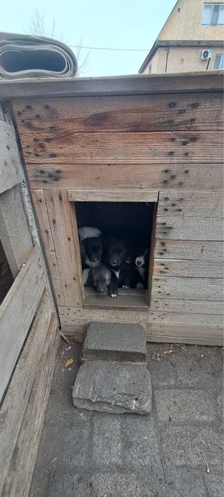 Отдам щенков в добрые руки