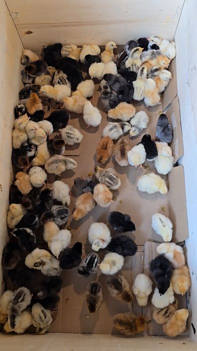 Vand pui de casa, mai multe soiuri