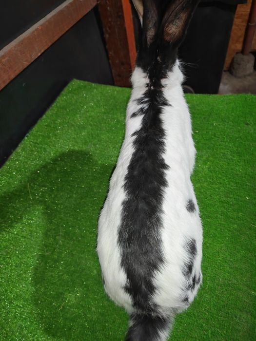 Fluture german tineret