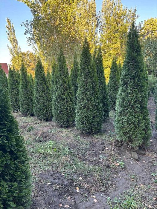 Туя смарагд 1,8-2м.