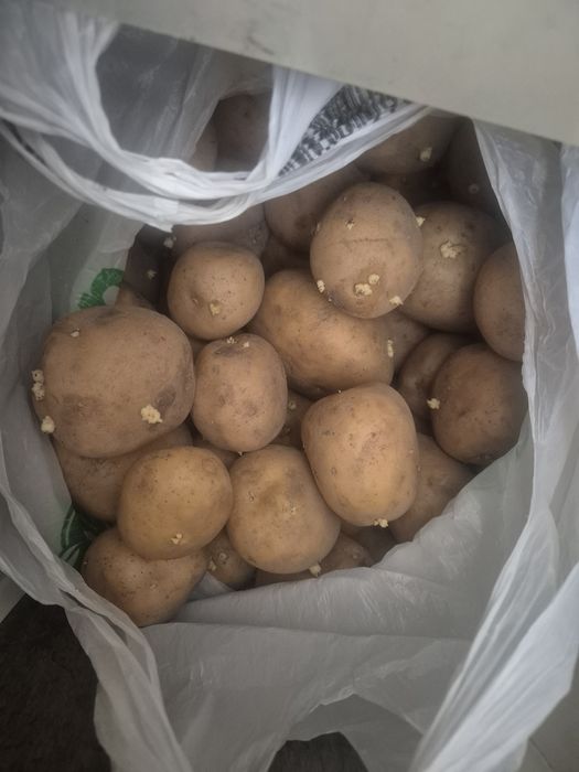 Домашний картофель 250тг