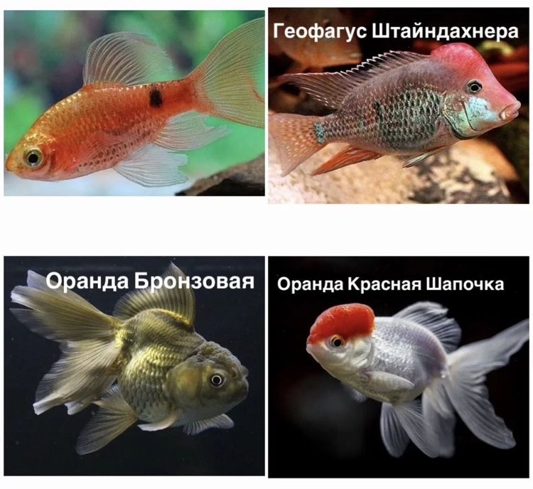 Аквариумные  рыбки