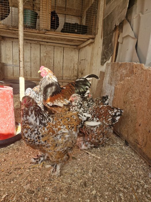 Păsări de rasa brahma cochinchina