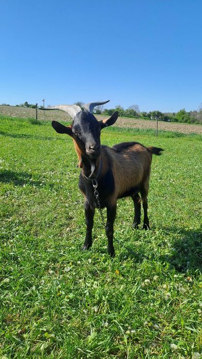 Vând Țap vârsta un an