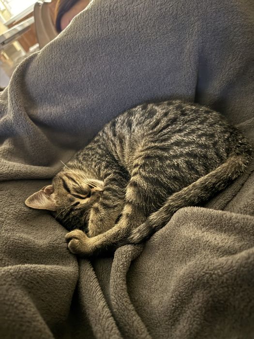 Котки две едната на 5месеца другата на 8месеца