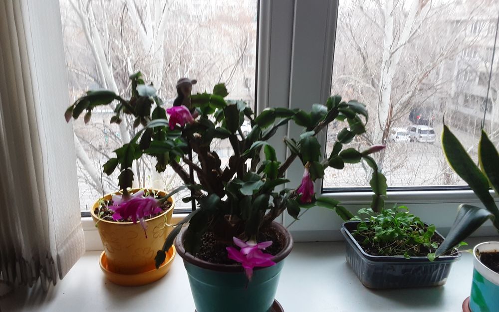 Цветы комнатные красивоцветущие