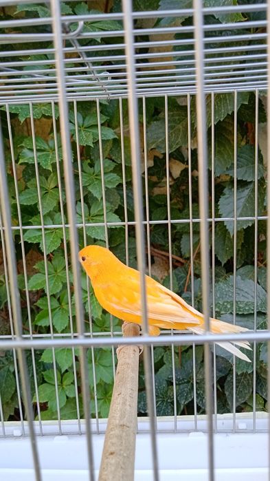 Продается канарейка самец