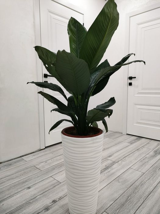 Комнатные цветы. Доставка