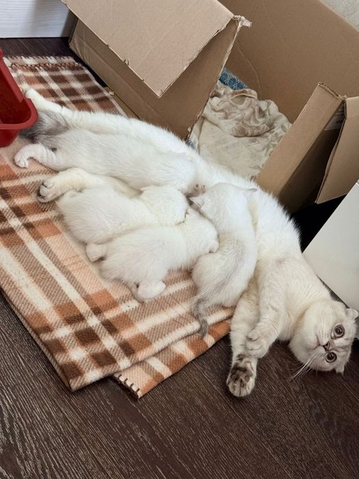 Шиншиловый окрас котята