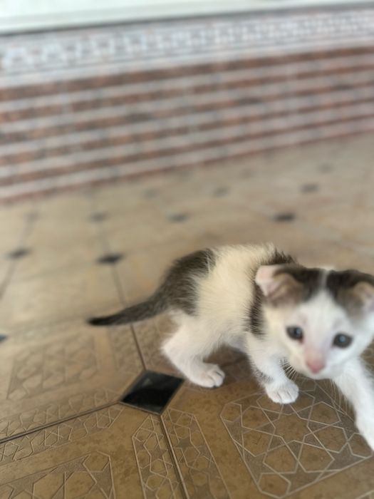 Котенок 2 месячный