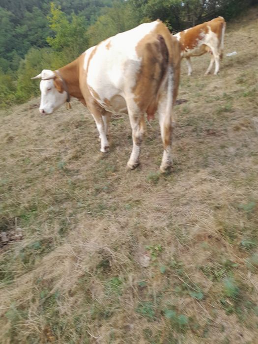 Vand vaca de 6 ani