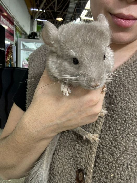 Поступление шиншилл