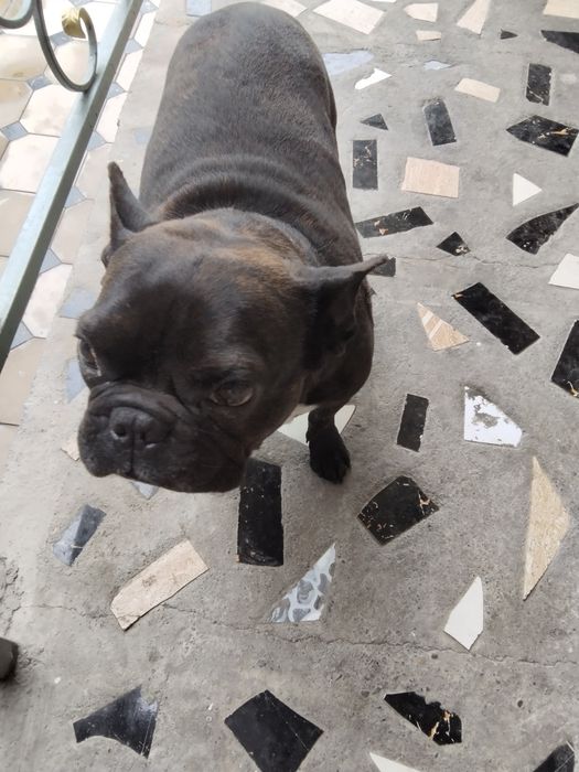 Собака французский бульдог