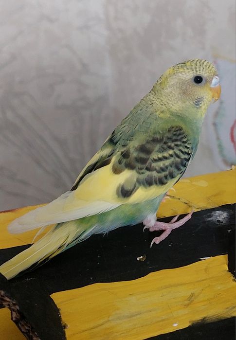 Волнистый попугай