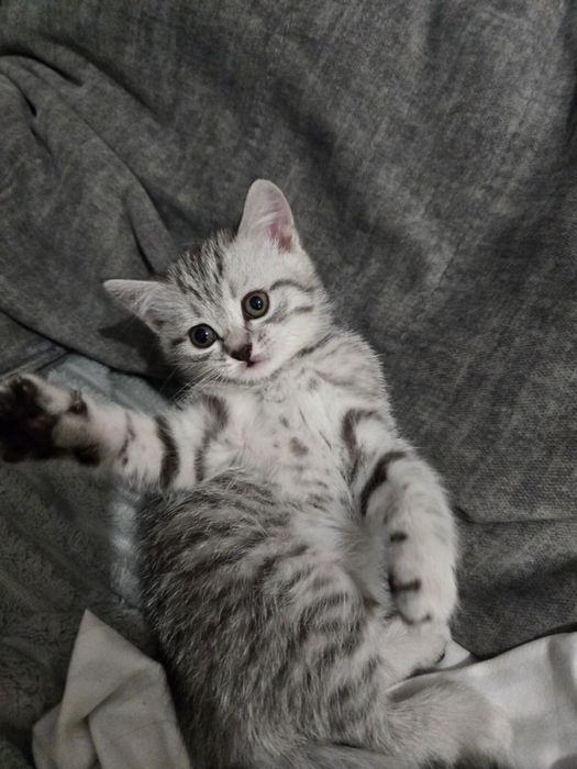 Бринаский котенок девочка британец